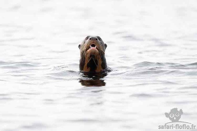 Loutre géante d'Amazonie