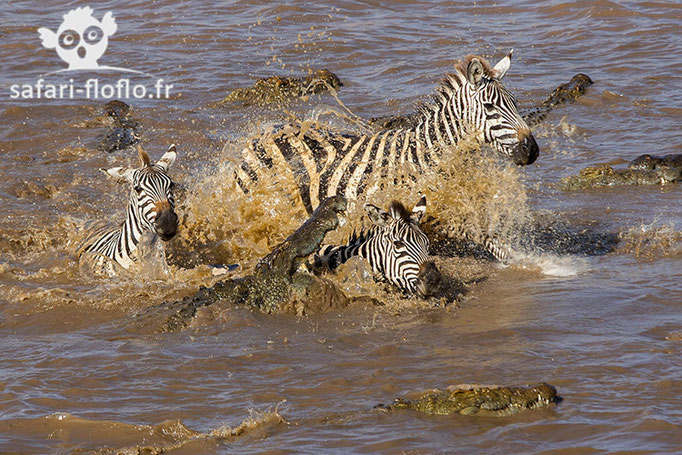 Crossing de zèbres harcelés par des crocodiles