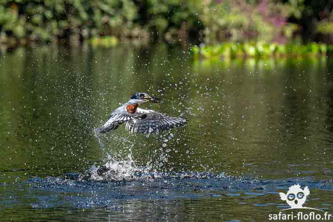 Martin-Pêcheur d'Amazonie