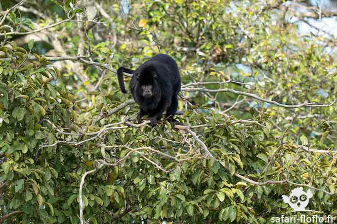 Singe hurleur noir mâle