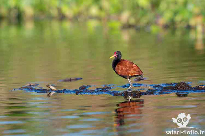 Jacana noir