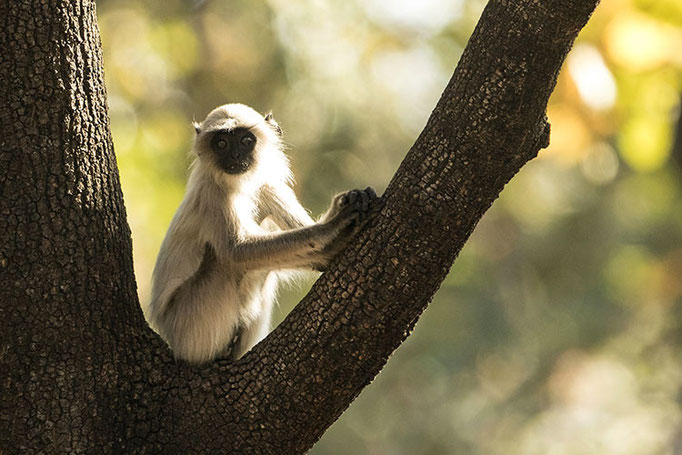 Réserve de Satpura - Langurs