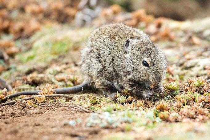 Balé Mountain National Park - Rat Siffleur