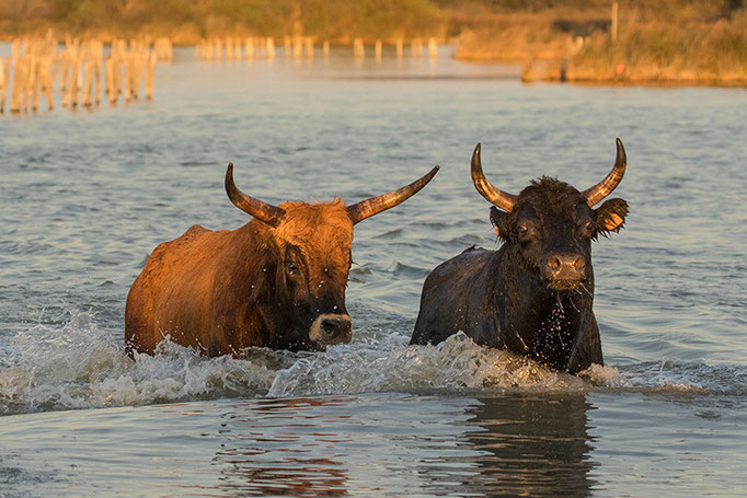 Taureaux (Camargue)