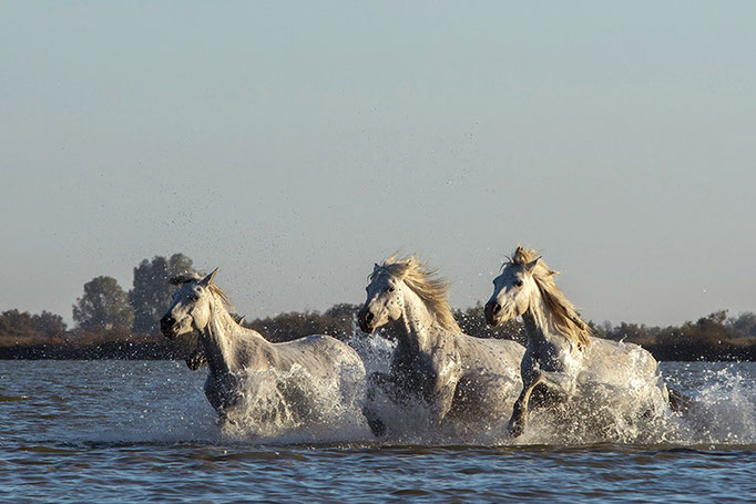 Camargue