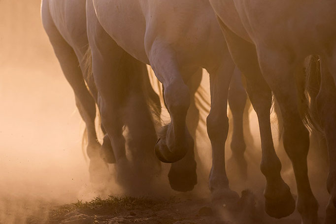 Camargue