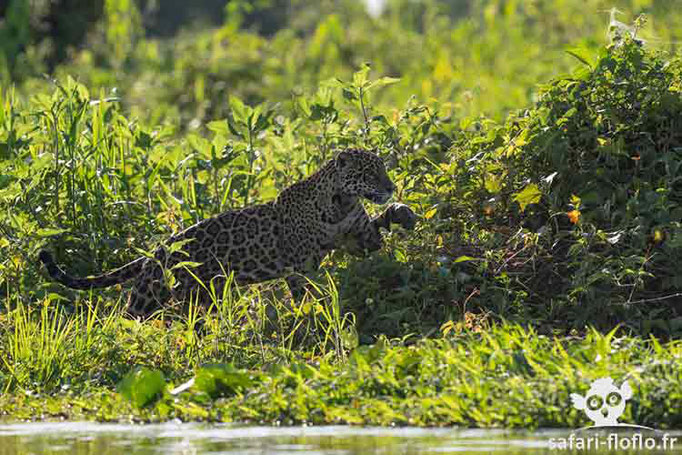 Jaguar