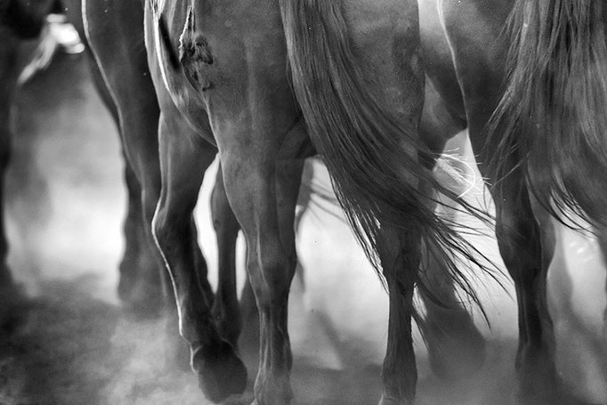 Camargue