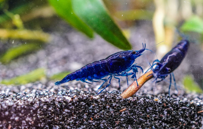 Blue Dram Neocaridina davidi