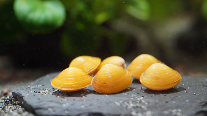 Goldene Körbchenmuscheln