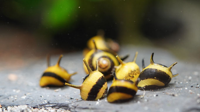 Geweihschnecke Clithon Schwarz/Gelb