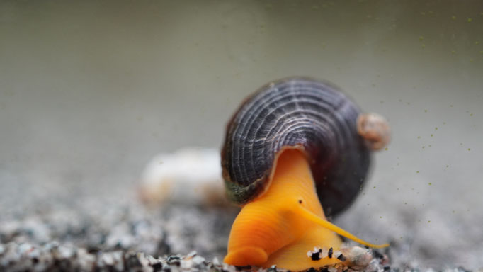 Tylomelania Orange