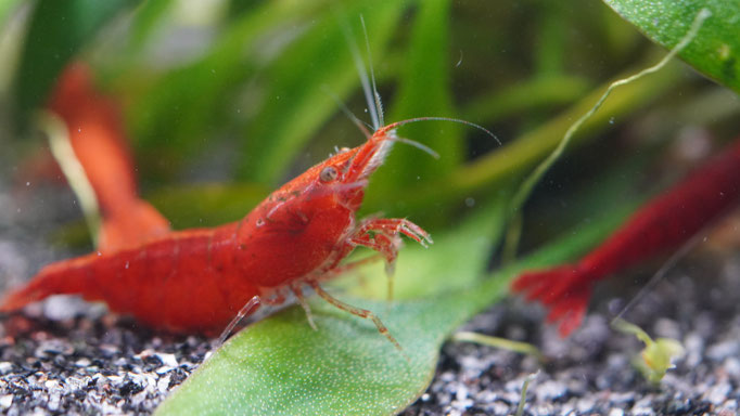 Bloody Mary Neocaridina davidi