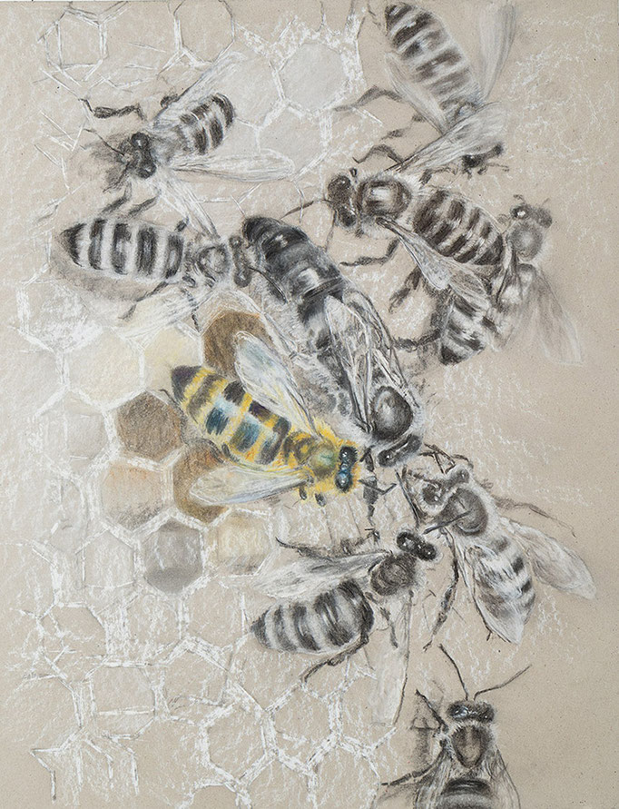 Melissai, 2025  Kohle und Pastell auf Karton    50 x 64 cm (Blatt) 70 x 90 cm (gerahmt)