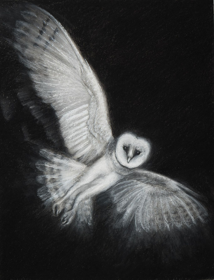 Eule, 2025  Kohle und Pastell auf Karton    50 x 64 cm (Blatt) 70 x 90 cm (gerahmt)