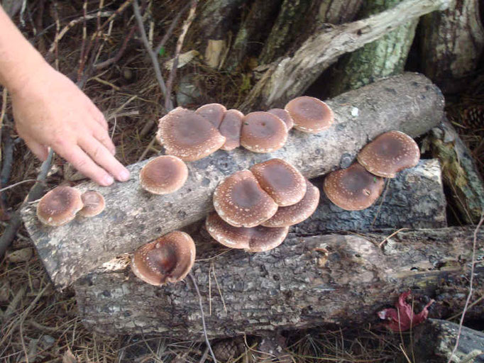 Pilze züchten set - Unsere Favoriten unter der Menge an verglichenenPilze züchten set