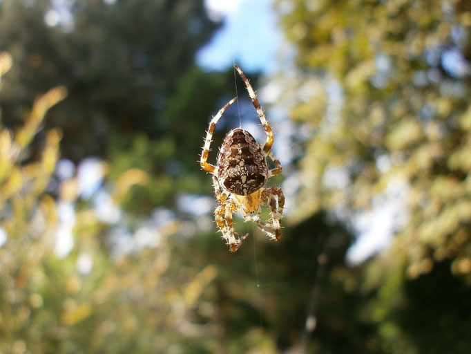 Arachnida über der Gartenhecke
