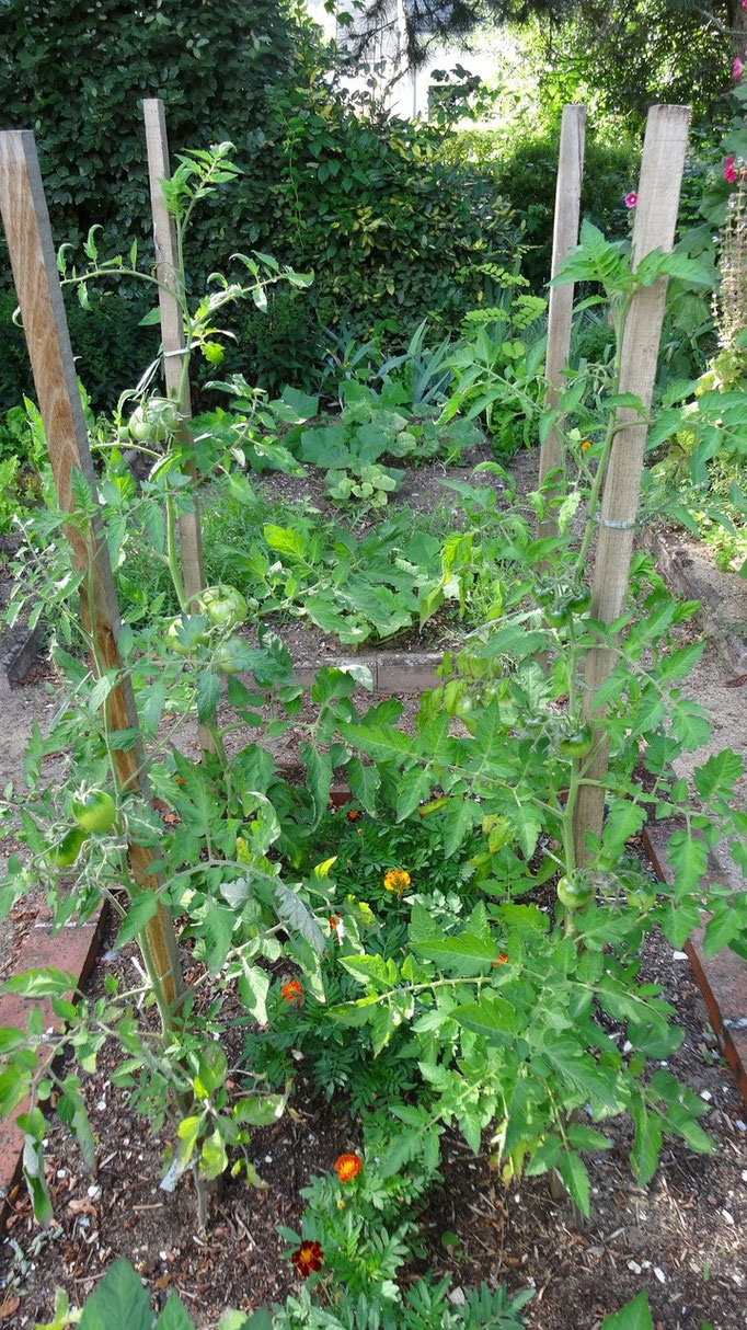 Les premières tomates