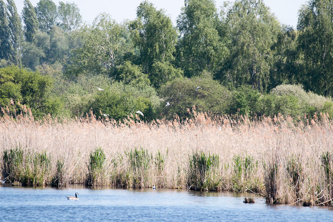 Lachmöwen über Schilfgürtel (Foto: B. Budig)