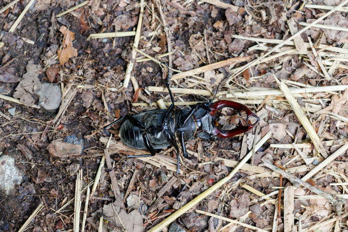 Hirschkäfer Männchen von unten (Foto B. Budig)