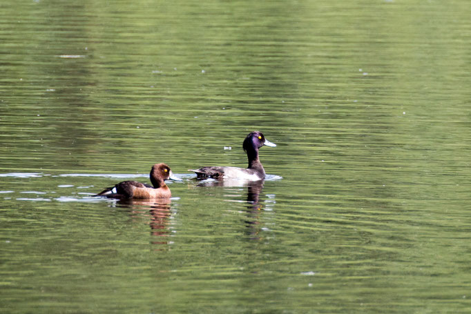 Weibliche (links) und männliche (rechts) Reiherente  (Foto: B. Budig)