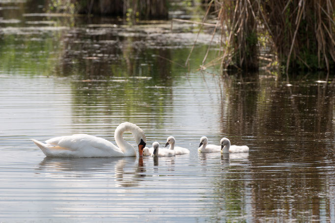 Höckerschwan-Familie  (Foto: B. Budig)