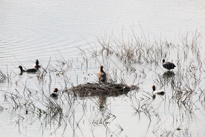 Ente  (Foto: B. Budig)