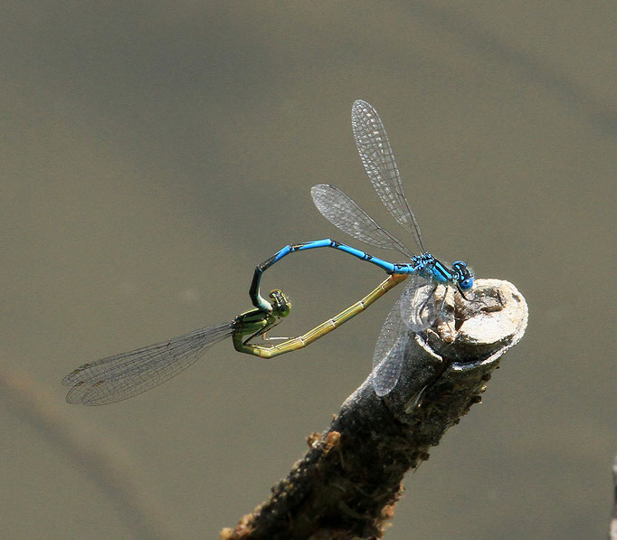 Azurjungfern im Paarungsrad (Foto: H. Schiffbauer)