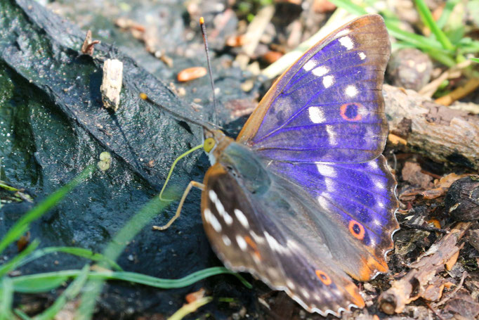 Großer Schillerfalter, Apatura iris, (Foto: E.-M. Maier-Drös)