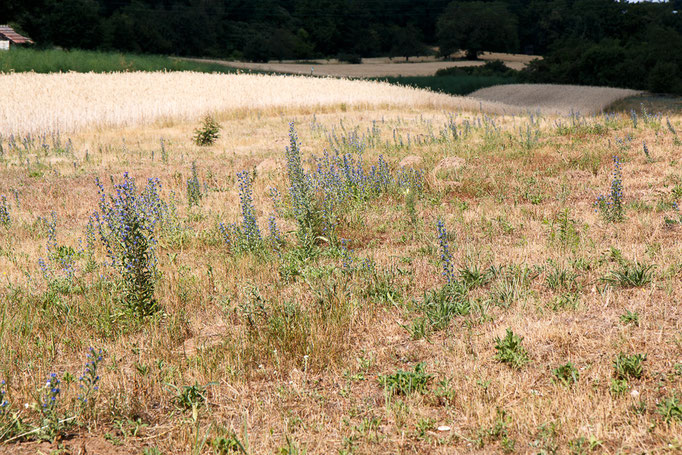 Trockenwiese mit Natternkopf ( Foto: B. Budig)