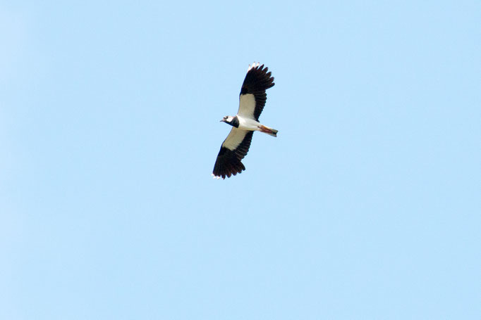 Kiebitz im Flug  (Foto: B. Budig)