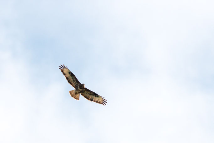 Mäusebussard (Foto: B. Budig)