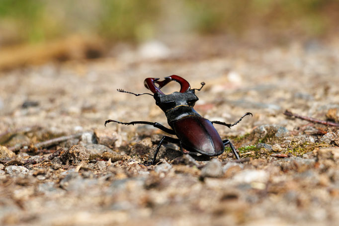 Hirschkäfer Männchen bodennah (Foto B. Budig)