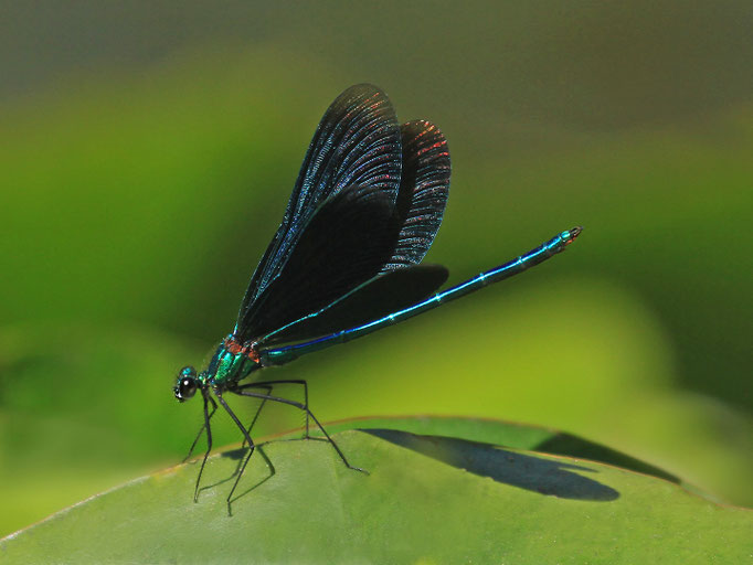 Blauflügelige Prachtlibelle (Foto: H. Schiffbauer)