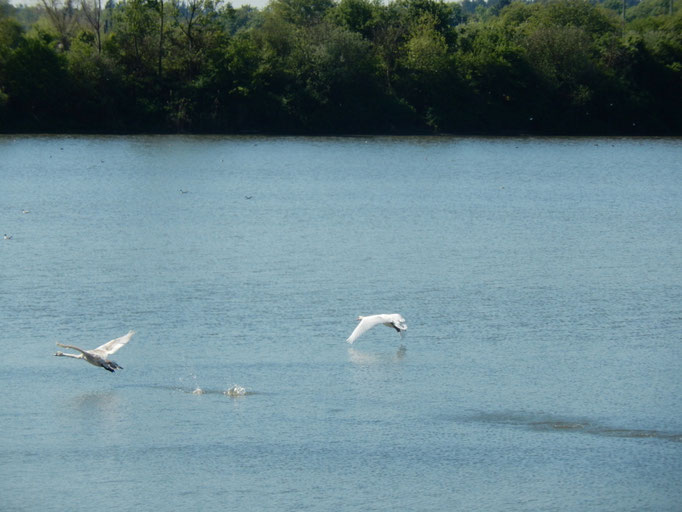 fliegende Schwäne (Foto: Finn Russek)