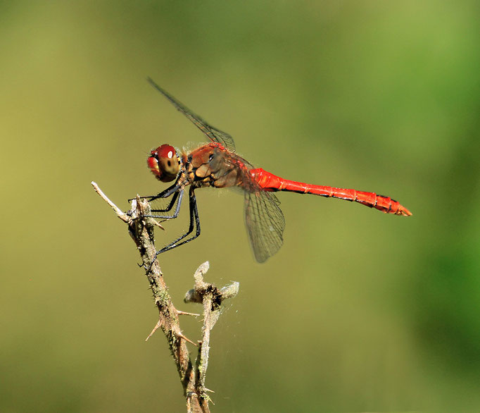 Gemeine Heidelibelle (Foto: H. Schiffbauer)