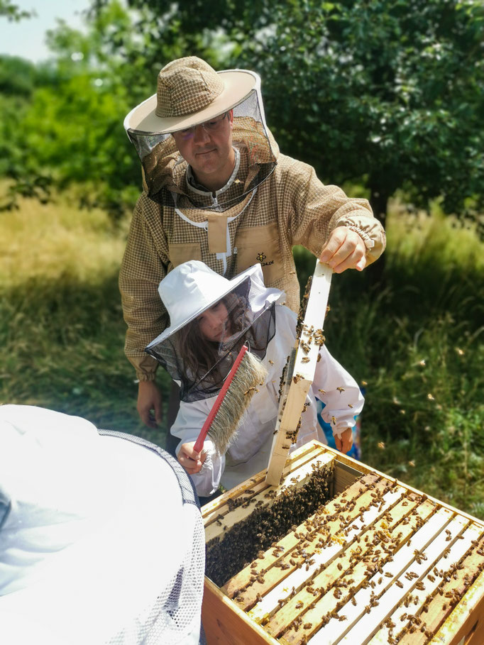 So wohnen Honigbienen (Foto: C. Braun)