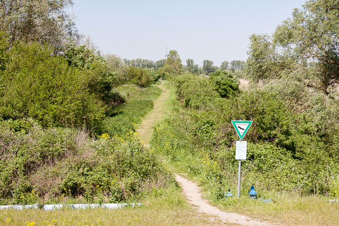NSG Wagbachniederung (Foto: B. Budig)