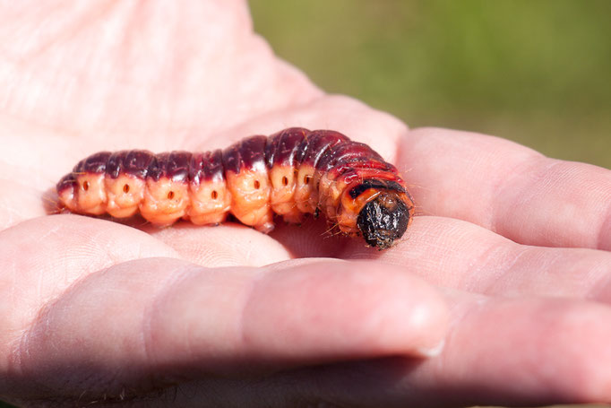 Raupe eines Weidenbohrers (Foto: B. Budig)