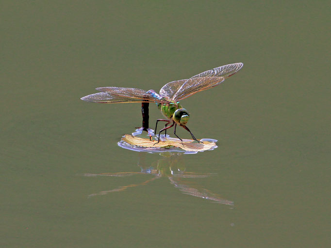 Große Königslibelle bei der Eiablage (Foto: H. Schiffbauer)