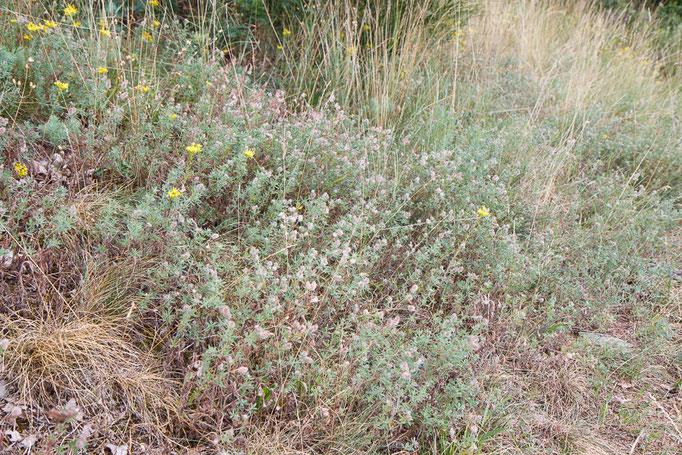 Hasen-Klee (Foto: B. Budig)