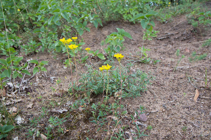 Scharfer Mauerpfeffer ( Foto: B. Budig)