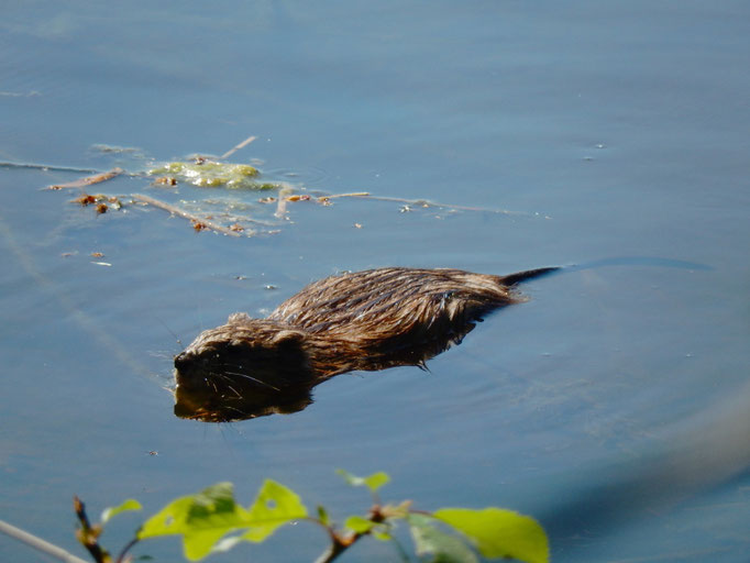 Nutria (Foto: Finn Russek)