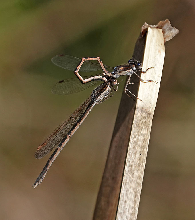 Gemeine Winterlibelle (Foto: H. Schiffbauer)