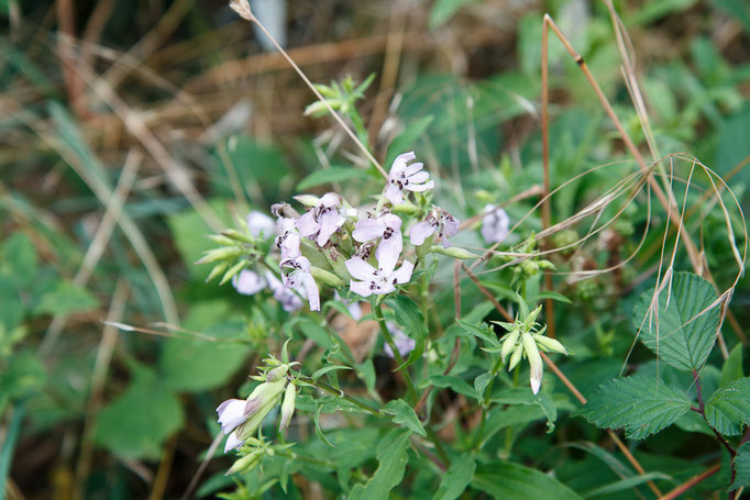 Gewöhnliches Seifenkraut ( Foto: B. Budig)