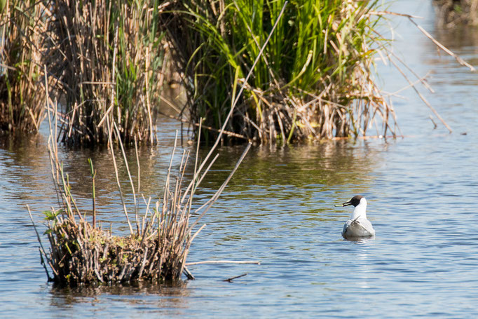 Lachmöwe (Foto: B. Budig)