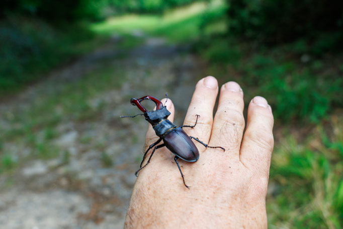Hirschkäfer Männchen auf der Hand (Foto B. Budig)