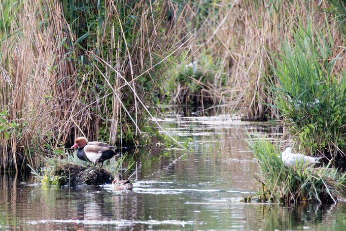 Tafelente  (Foto: B. Budig)