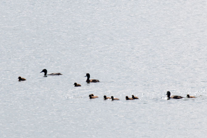 Reiherenten-Familie  (Foto: B. Budig)