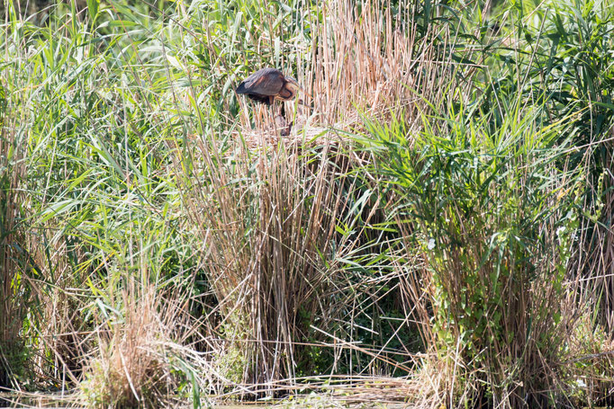 Purpurreiher im Nest  (Foto: B. Budig)